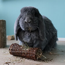 rabbit with chew toy